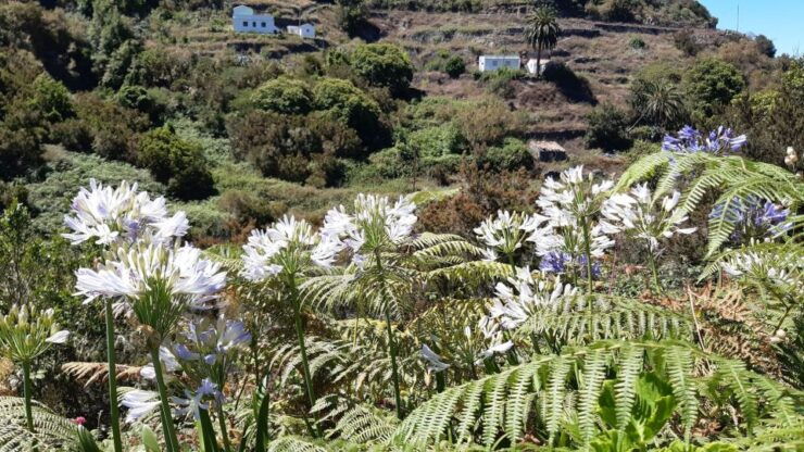 La Gomera: Hamlets of the North Hiking Route Tour - Tour Details