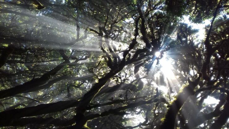 La Gomera: Laurisilva of Garajonay National Park - Experience Highlights