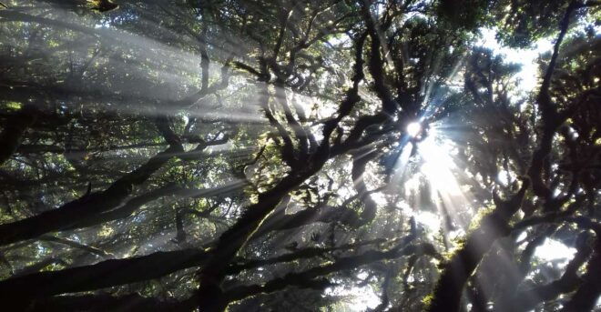 La Gomera: Laurisilva of Garajonay National Park - Itinerary