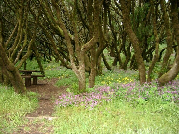 La Gomera: the Rain Forest (National Park) - Itinerary