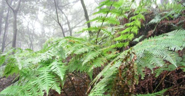 La Gomera: the Rain Forest (National Park) - Background