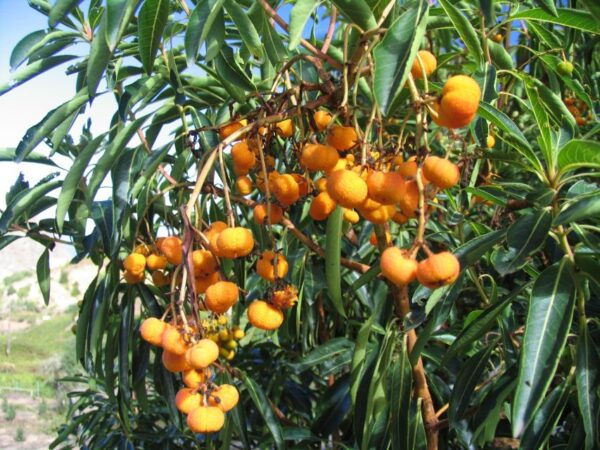 La Gomera: the Rain Forest (National Park) - Frequently Asked Questions