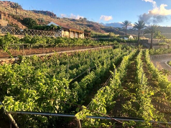 La Gomera: Winery Visit and Tasting Tour - Experience