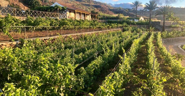 La Gomera: Winery Visit and Tasting Tour - Experience Highlights