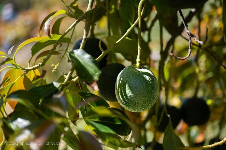 La Herradura Coffee Farm: Tour in Europes Only Plantation - Sampling of Tropical Delights