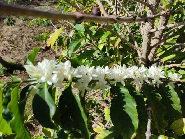 La Herradura Coffee Farm: Tour in Europes Only Plantation - Frequently Asked Questions