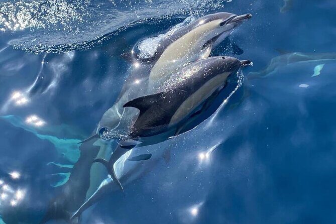 La Herradura: Sailboat with a view of dolphins-Shared - Exploring the Itinerary and Experience in Detail