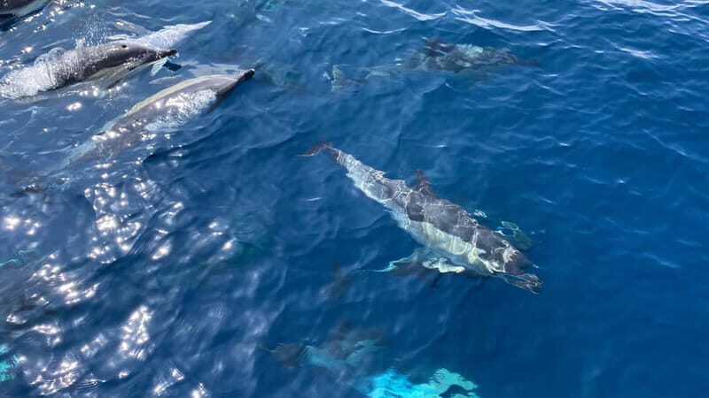 La Herradura: Sailing with a view of dolphins - Frequently Asked Questions