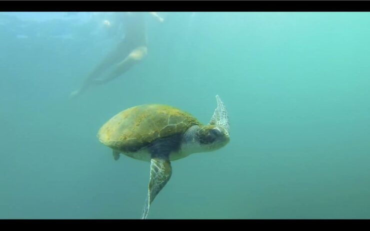 La Jolla: 2.5-Hour Kayak and Snorkel Tour - Inclusions