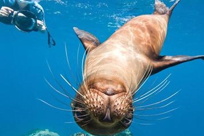 La Jolla Cove and Cave Snorkel Tour - Positive Reviews
