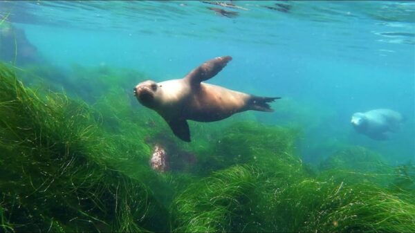 La Jolla: Cove and Caves Snorkeling Tour With Sea Lions - Exploring the Cove
