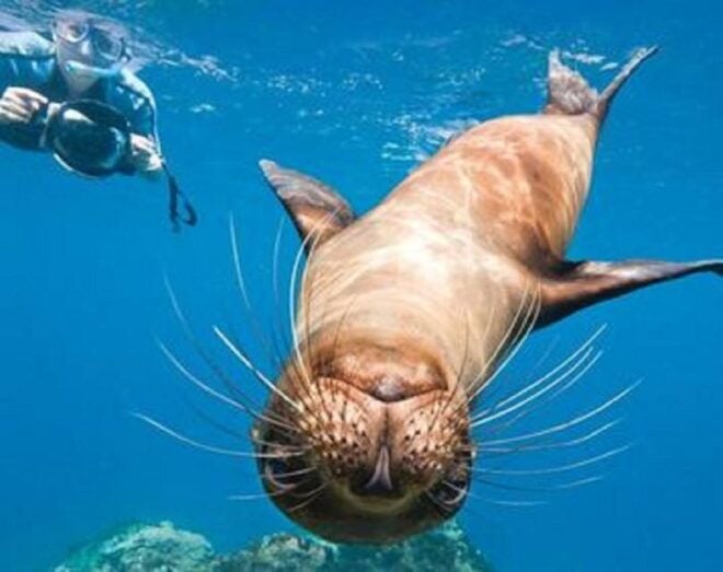 La Jolla: Cove and Caves Snorkeling Tour With Sea Lions - Highlights of the Tour