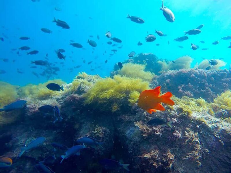 La Jolla: Full-Day Snorkel Gear Rental with Wetsuit Option - Who Is This Tour Best For?