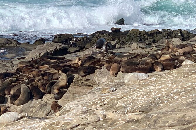 La Jolla Jig Scavenger Hunt - Pricing and Booking Details