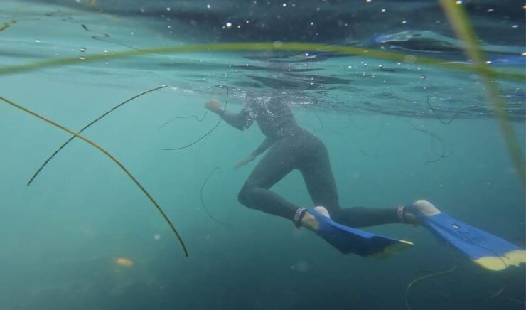 La Jolla: Leopard Shark Guided Snorkeling Tour - Snorkeling Experience