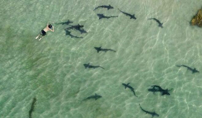 La Jolla: Leopard Shark Guided Snorkeling Tour - Customer Feedback