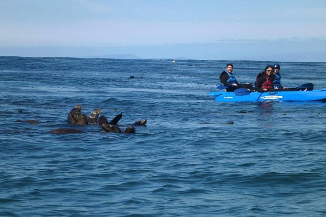 La Jolla Sea Caves Kayak Tour - Cancellation Policy