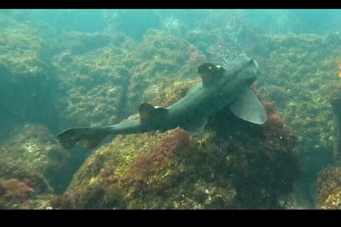 La Jolla Snorkel with the Leopard Sharks - What to Expect from the Tour