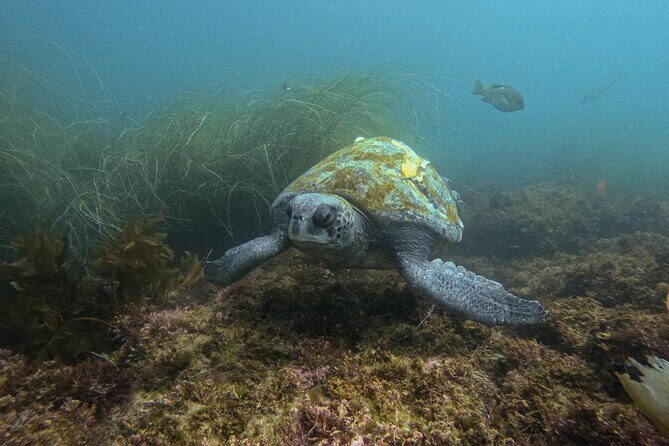 La Jolla Snorkel with the Leopard Sharks - Who Should Consider This Tour?