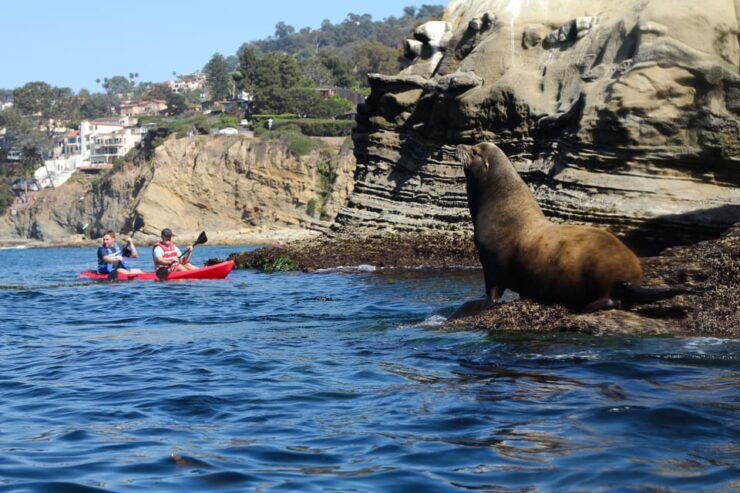 La Jolla: Sunset Kayak Tour of the 7 Caves - Experience Highlights