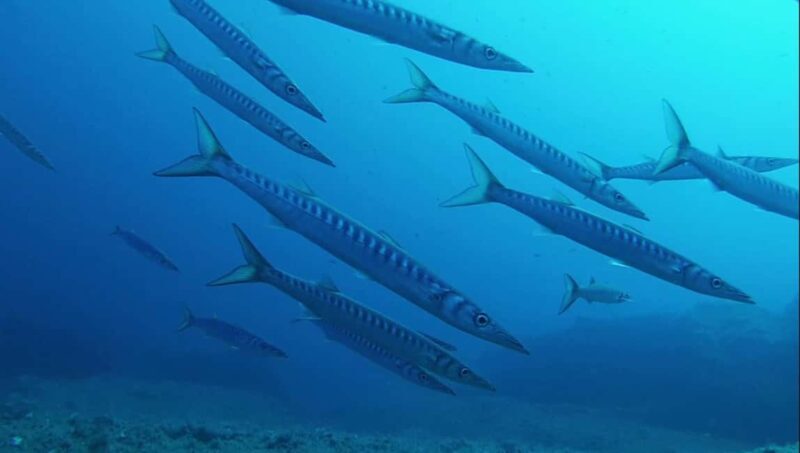 La Maddalena Archipelago & Lavezzi: Adventure Dives trip - Who Will Love This Tour?