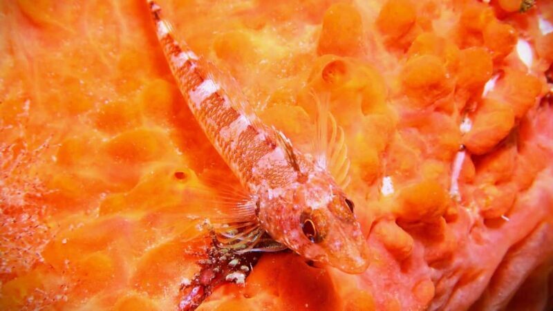 La Maddalena & Lavezzi: Full-Day Boat Scuba Diving Trip - Diving Highlights: Marine Biodiversity & Scenery