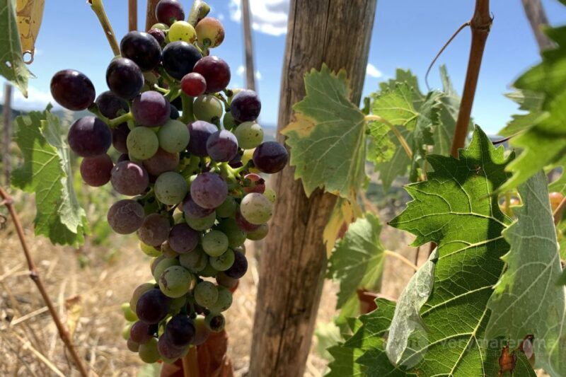 La Maliosa Farm Experience & Wine Tasting - Discovering La Maliosa: A True Tuscan Farm Experience