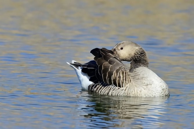 La Mancha Wetland Bird Watching - Overview and Pricing