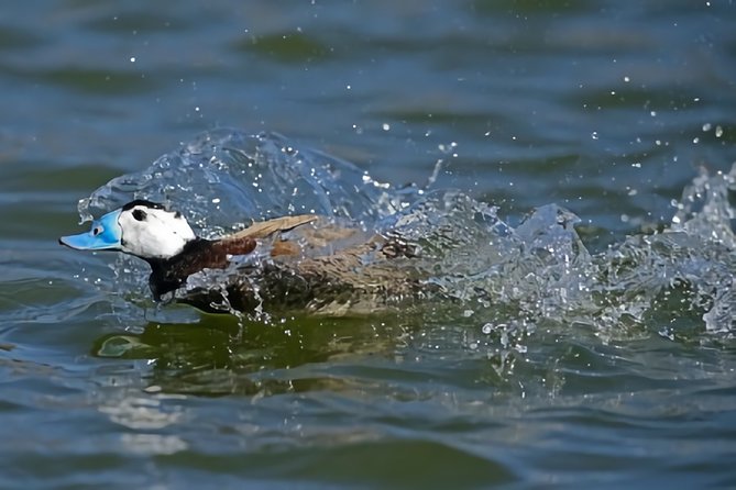 La Mancha Wetland Bird Watching - Inclusions