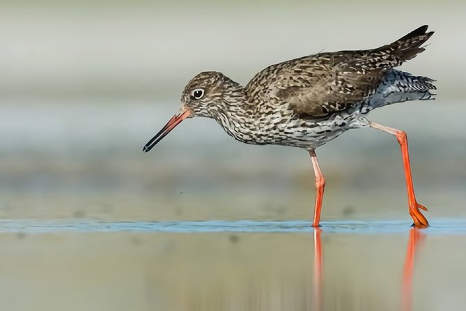 La Mancha Wetland Bird Watching - Additional Information