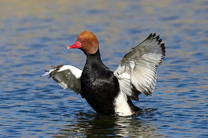 La Mancha Wetland Bird Watching - The Sum Up