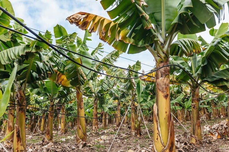 La Orotava: Eco Banana Plantation Tour with Banana Liquor - A Deep Dive into the Experience