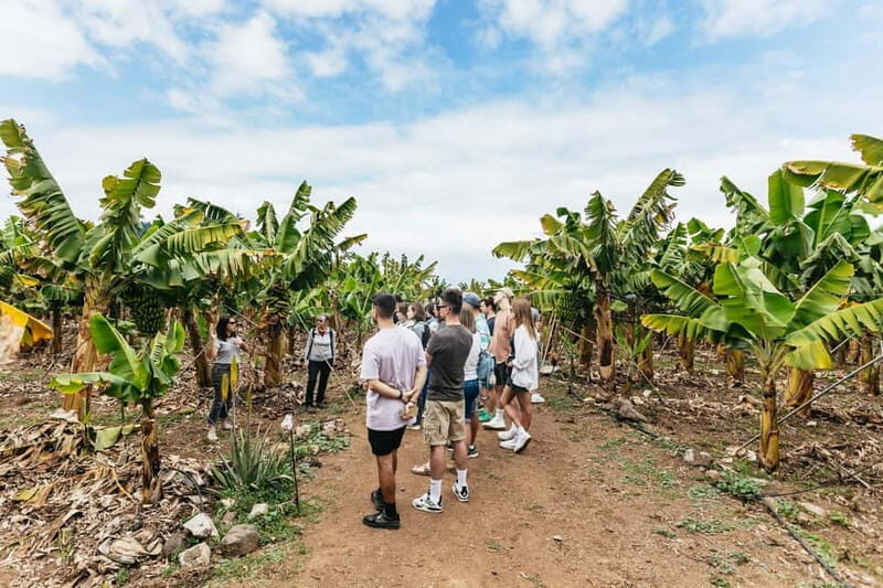 La Orotava: Eco Banana Plantation Tour with Banana Liquor - FAQs