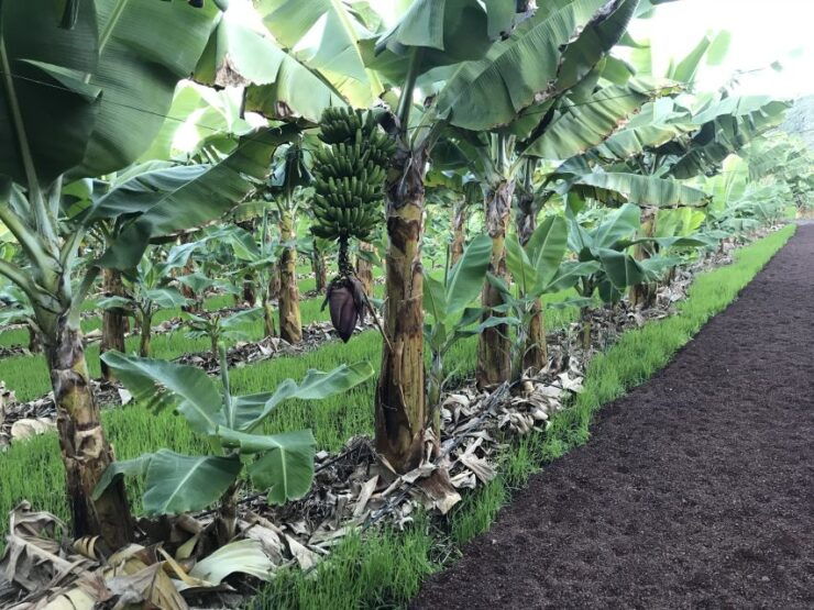 La Orotava: Ecological Banana Plantation Guided Tour - Experience