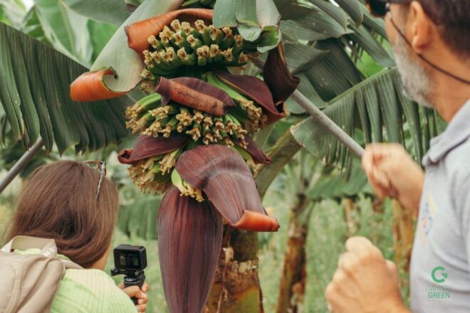 La Orotava: Ecological Banana Plantation Guided Tour - Select Participants and Date