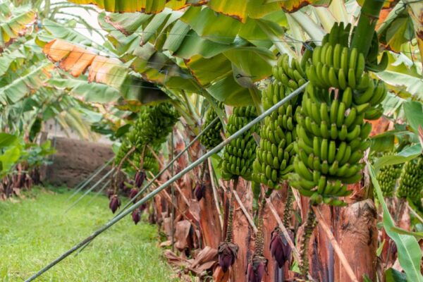 La Orotava: Ecological Banana Plantation Guided Tour - Directions