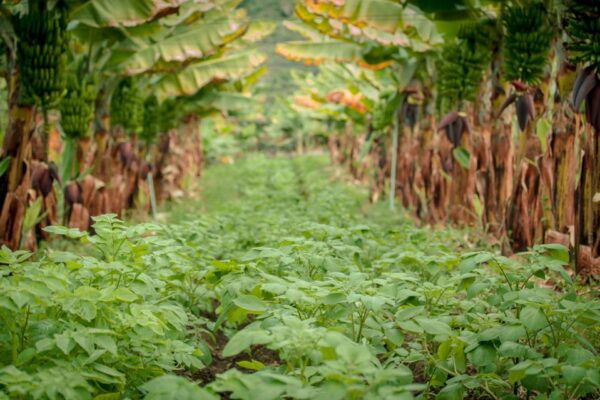 La Orotava: Ecological Banana Plantation Guided Tour - The Sum Up