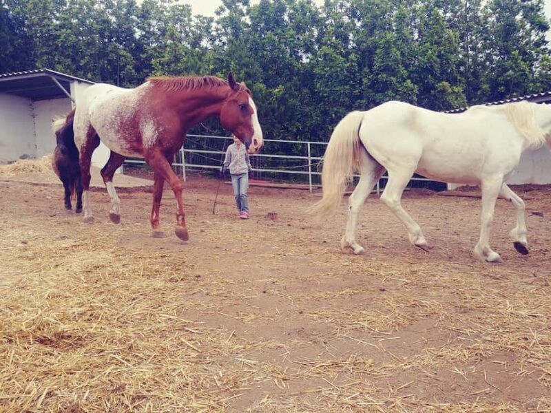 La Orotava: Workshop "Natural Horsemanship" and Permaculture - Good To Know