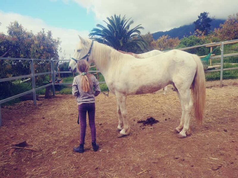 La Orotava: Workshop "Natural Horsemanship" and Permaculture - The Horse Communication Workshop
