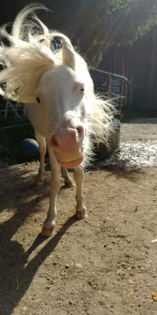 La Orotava: Workshop "Natural Horsemanship" and Permaculture - Final thoughts on value and suitability