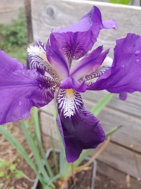 La Orotava: Workshop "Natural Horsemanship" and Permaculture - FAQs