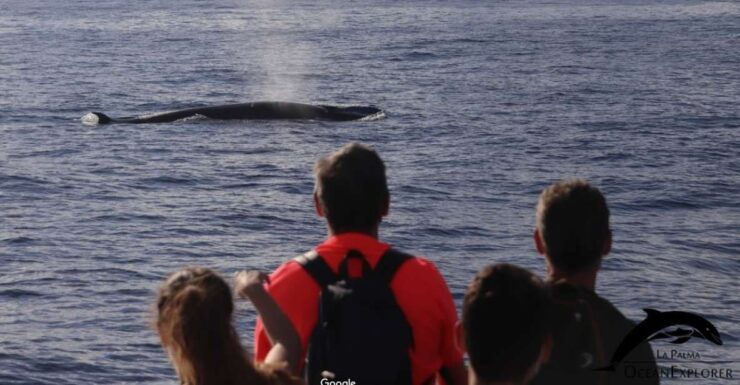 La Palma: 3-Hour Dolphin and Whale Watching Experience - Activity Details
