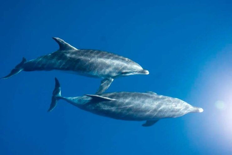 La Palma: 3-Hour Dolphin and Whale Watching Experience - Experience Highlights