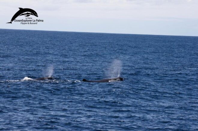 La Palma: 3-Hour Dolphin and Whale Watching Experience - Review Summary
