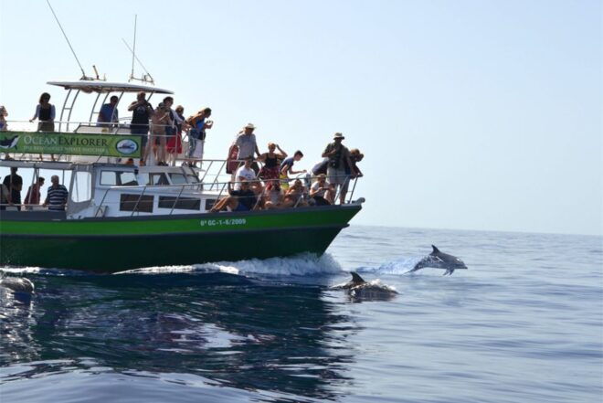 La Palma: 3-Hour Dolphin and Whale Watching Experience - Positive Reviews