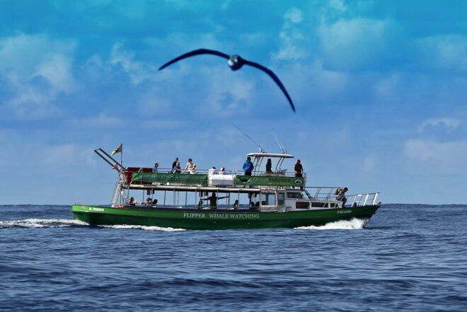 La Palma: 3-Hour Dolphin and Whale Watching Experience - Additional Information