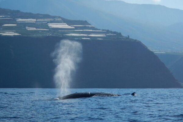 La Palma: 3-Hour Dolphin and Whale Watching Experience - Location Details