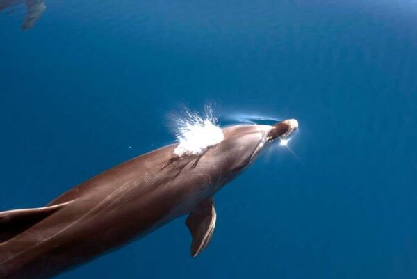 La Palma: 3-Hour Dolphin and Whale Watching Experience - Booking and Availability