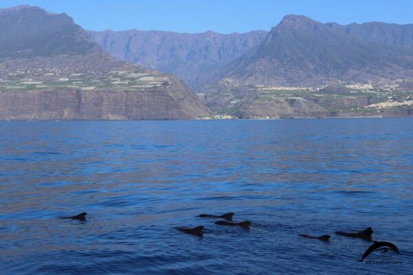 La Palma: 3-Hour Dolphin and Whale Watching Experience - Common Questions