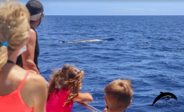 La Palma: 3-Hour Dolphin and Whale Watching Experience - The Sum Up